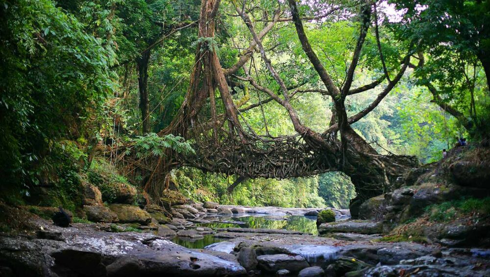 East-Khasi-Hills-licing-root-bridge