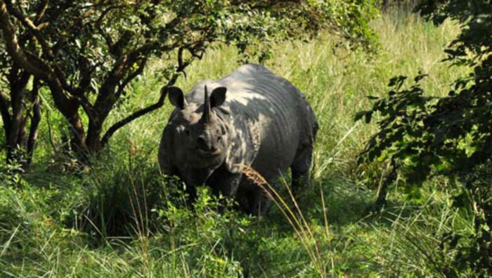 Pobitora Wildlife Sanctuary - Assam Tourist Destinations