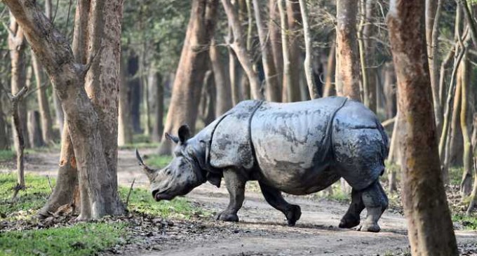 pobitora-national-park-assam-car-hiring