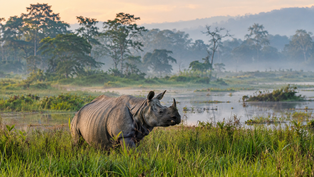 Kaziranga National Park in Assam with one horned rhinoceros