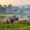 Kaziranga National Park in Assam with one horned rhinoceros
