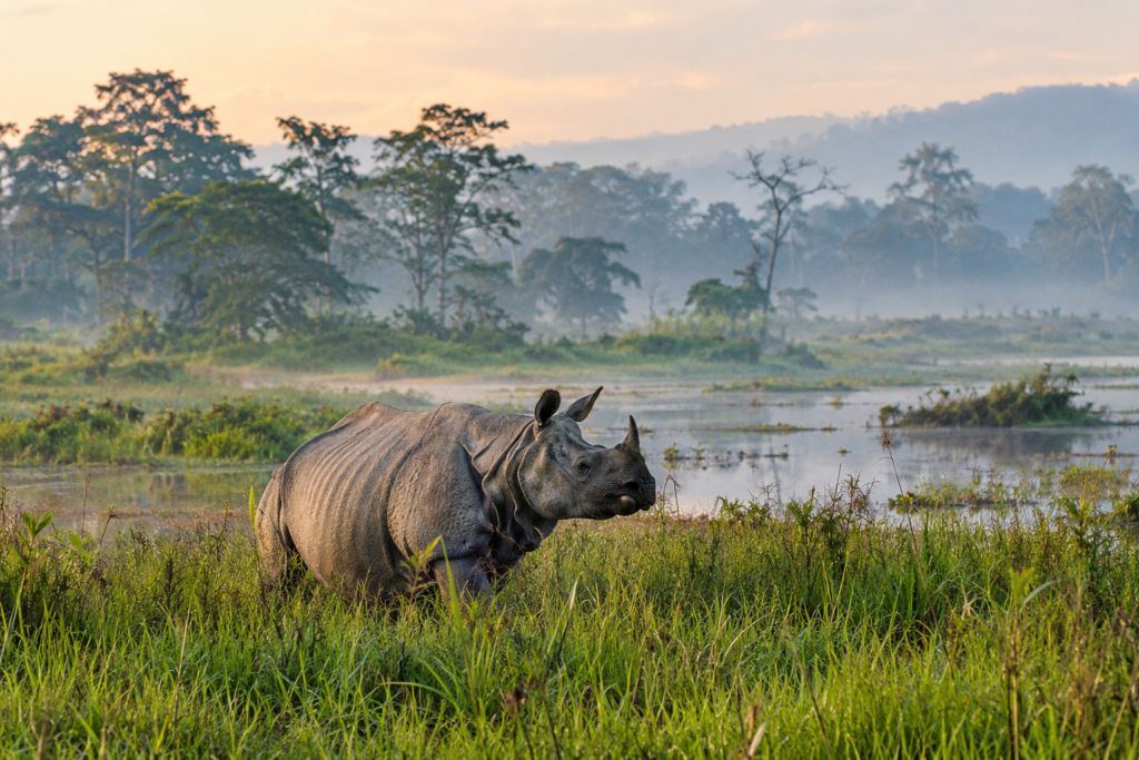Kaziranga National Park in Assam with one horned rhinoceros