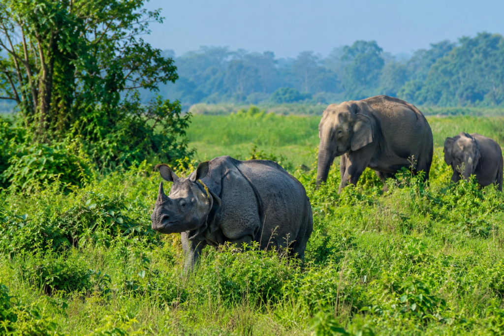 Kaziranga National Park in Assam with one horned rhinoceros